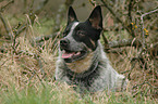 Australian Cattle Dog