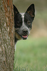 Australian Cattle Dog