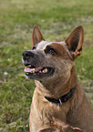 Australian Cattle Dog Portrait