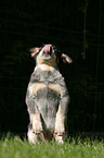 Australian Cattle Dog Puppy