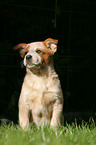 Australian Cattle Dog Puppy