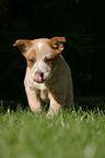 Australian Cattle Dog Puppy