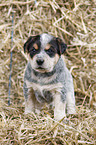 Australian Cattle Dog Puppy