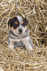 Australian Cattle Dog Puppy