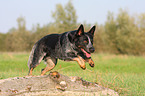 jumping Australian Cattle Dog