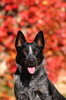 Australian Cattle Dog Portrait