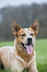 Australian Cattle Dog Portrait