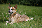 lying Australian Cattle Dog