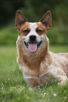 lying Australian Cattle Dog