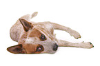 lying Australian Cattle Dog