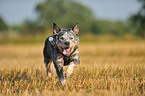 running Australian Cattle Dog