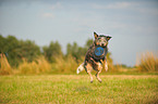 playing Australian Cattle Dog