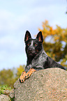 Australian Cattle Dog Portrait