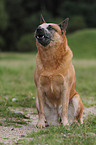 sitting Australian Cattle Dog