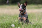 young Australian Cattle Dog