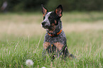 young Australian Cattle Dog