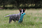 young Australian Cattle Dog