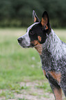 young Australian Cattle Dog