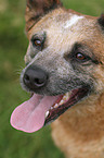 Australian Cattle Dog Portrait