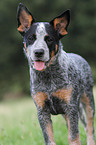 young Australian Cattle Dog