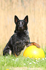 sitting Australian Cattle Dog