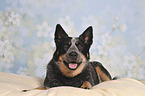 lying Australian Cattle Dog