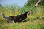 playing Australian Cattle Dog