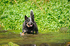 bathing Australian Cattle Dog