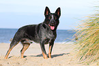 standing Australian Cattle Dog