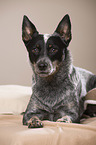 lying Australian Cattle Dog