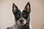 Australian Cattle Dog Portrait