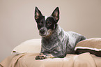 lying Australian Cattle Dog