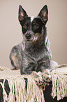 lying Australian Cattle Dog