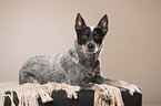 lying Australian Cattle Dog