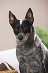 Australian Cattle Dog Portrait