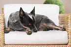 lying Australian Cattle Dog