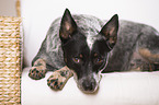 lying Australian Cattle Dog