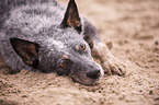 lying Australian Cattle Dog