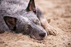 lying Australian Cattle Dog