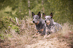 2 Australian Cattle Dogs