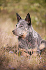 lying Australian Cattle Dog