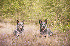 2 Australian Cattle Dogs