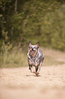 running Australian Cattle Dog