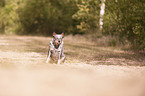 sitting Australian Cattle Dog