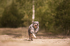 running Australian Cattle Dog