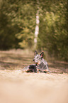 lying Australian Cattle Dog