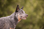 Australian Cattle Dog Portrait