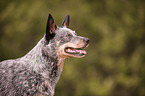 Australian Cattle Dog Portrait