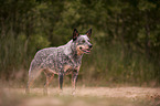 Australian Cattle Dog