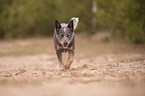 walking Australian Cattle Dog